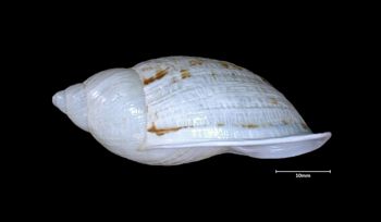 Media type: image;   Malacology 181421 Aspect: lateral